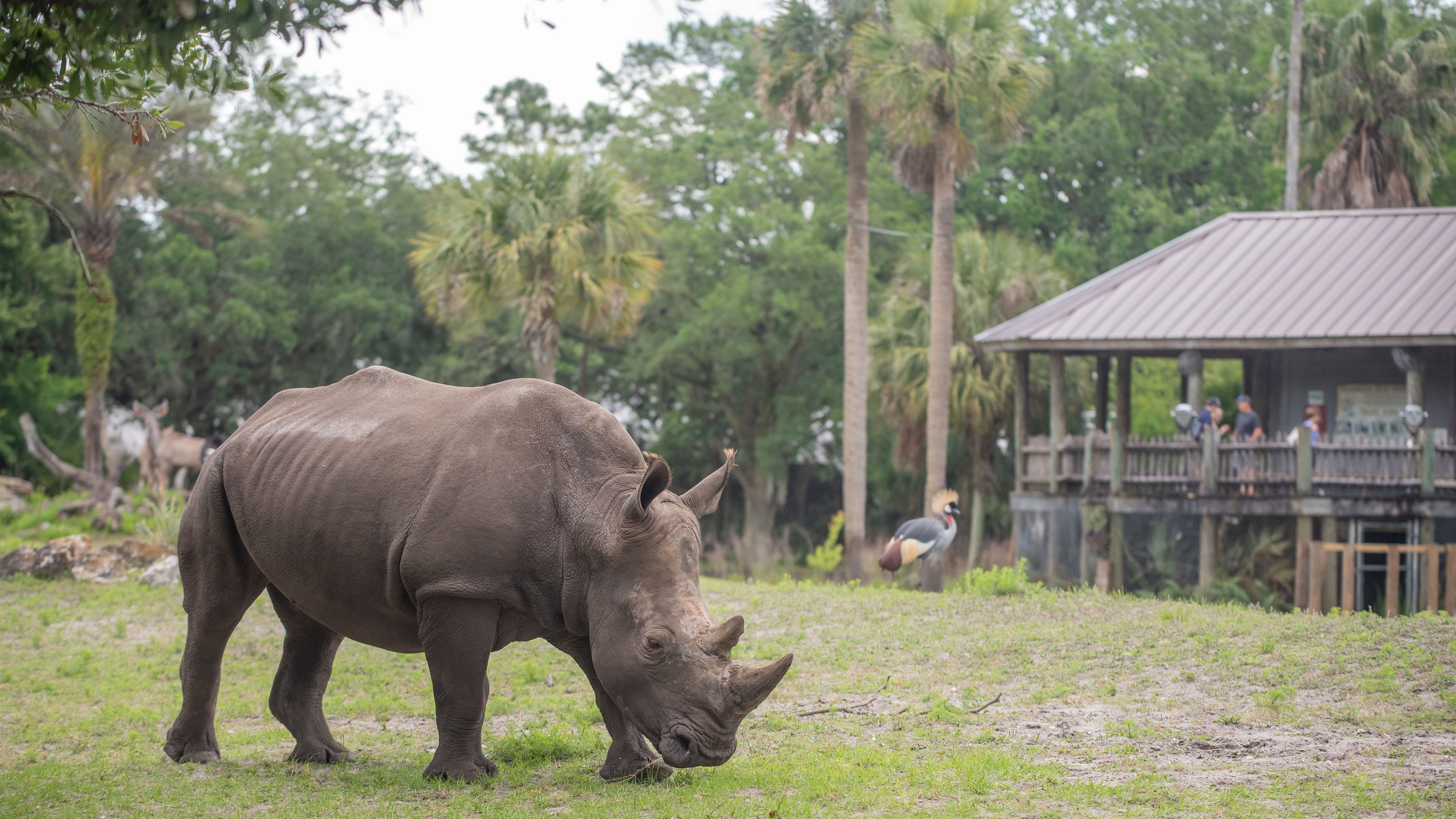 Jacksonville Zoo gets new southern white rhino for breeding