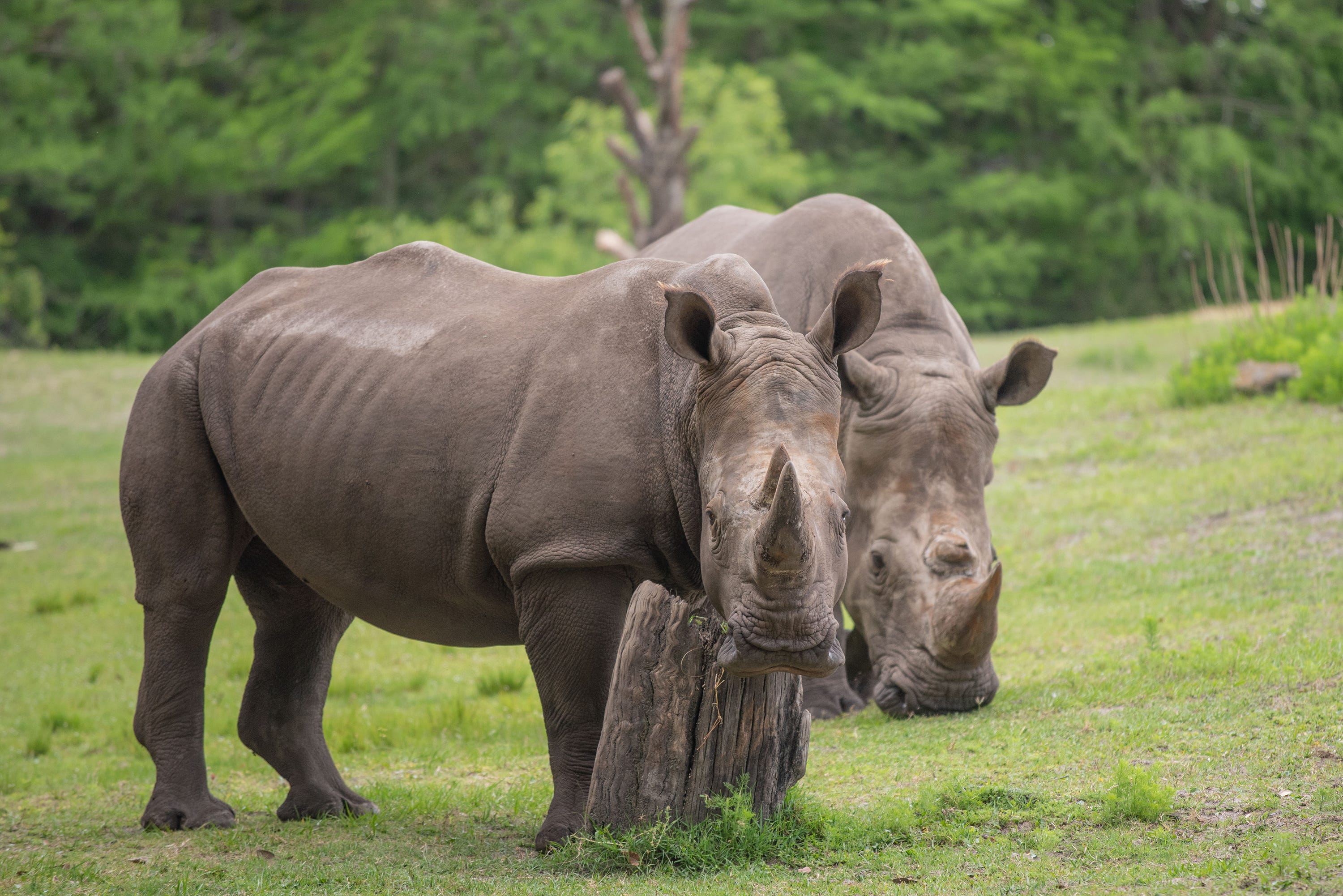 Jacksonville Zoo gets new southern white rhino for breeding