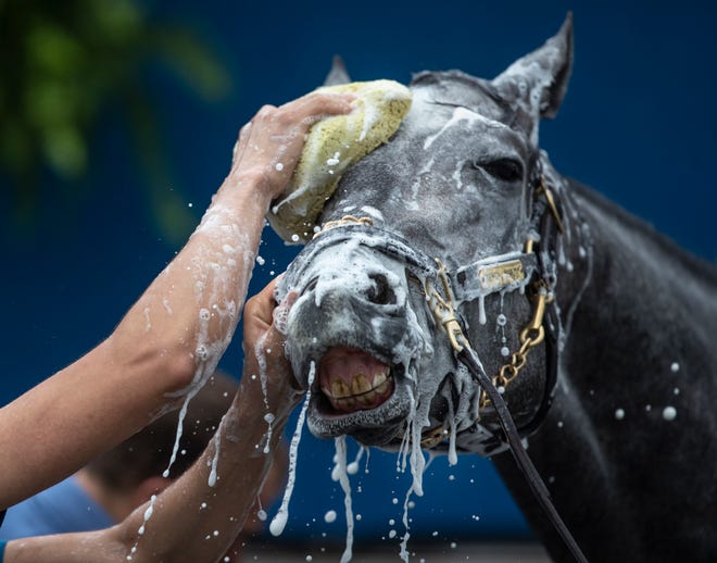 Kentucky Derby favorite Essential Quality is bathed following a morning workout on April 29.