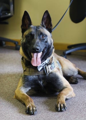 Stryder, K-9 officer for the West Lafayette Police Department, will be returned to his original trainers for rehabilitation.