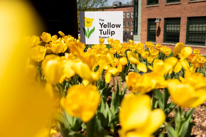 The Yellow Tulip Project is a youth-driven, nonprofit organization that aims to reduce mental health stigma.