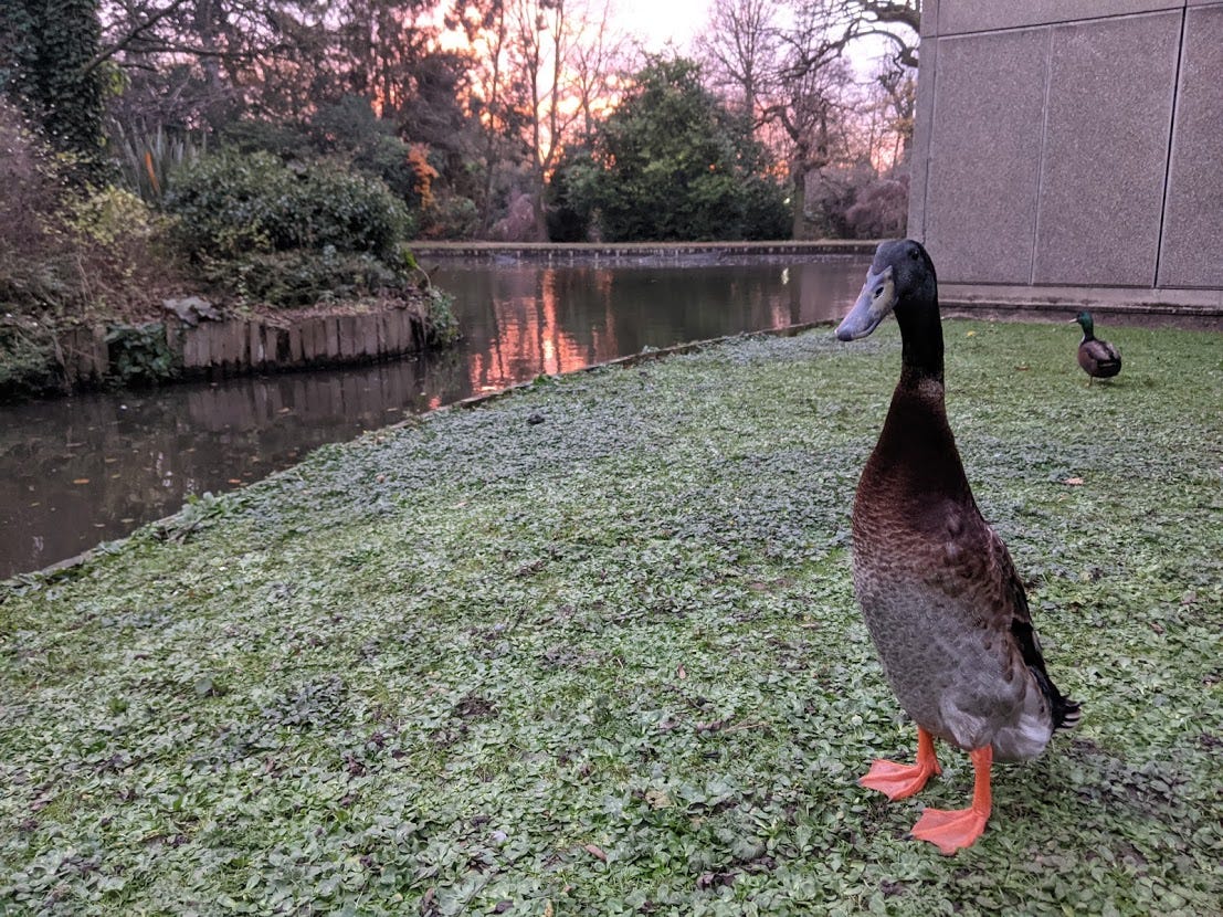 Meet Long Boi, the University of York's big (but not the biggest) duck