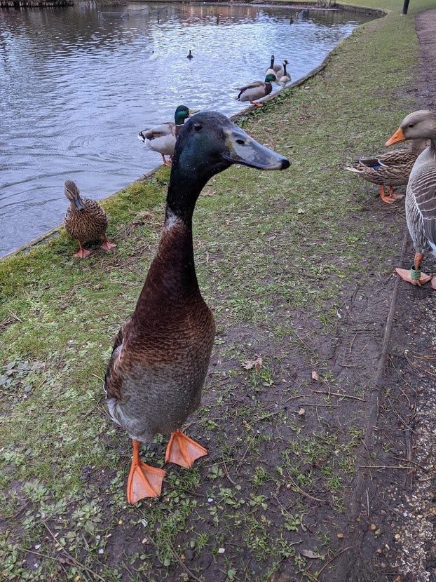 Meet Long Boi, the University of York's big (but not the biggest) duck