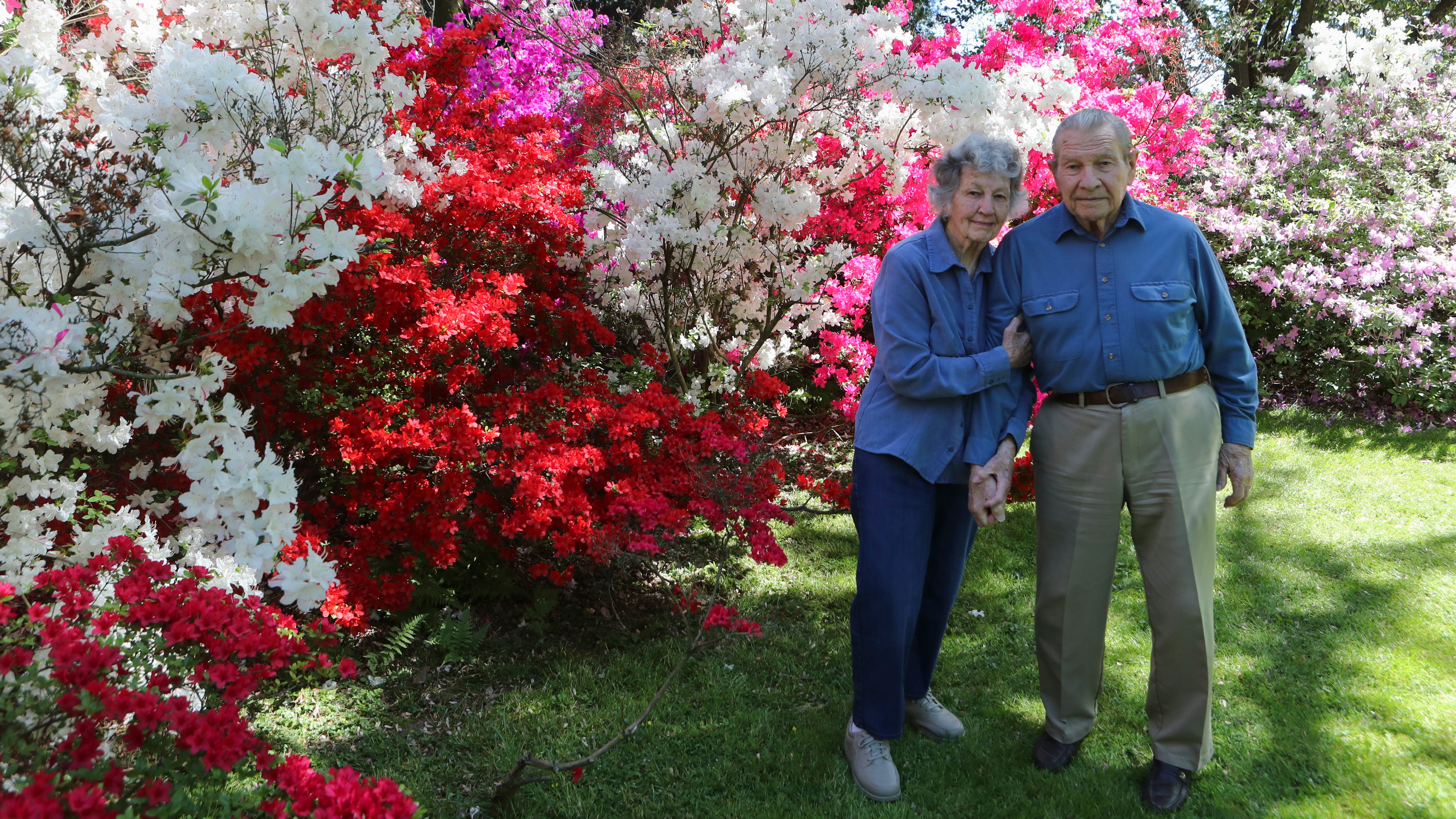 odessa azaleas still blooms 60 years later at unruh house