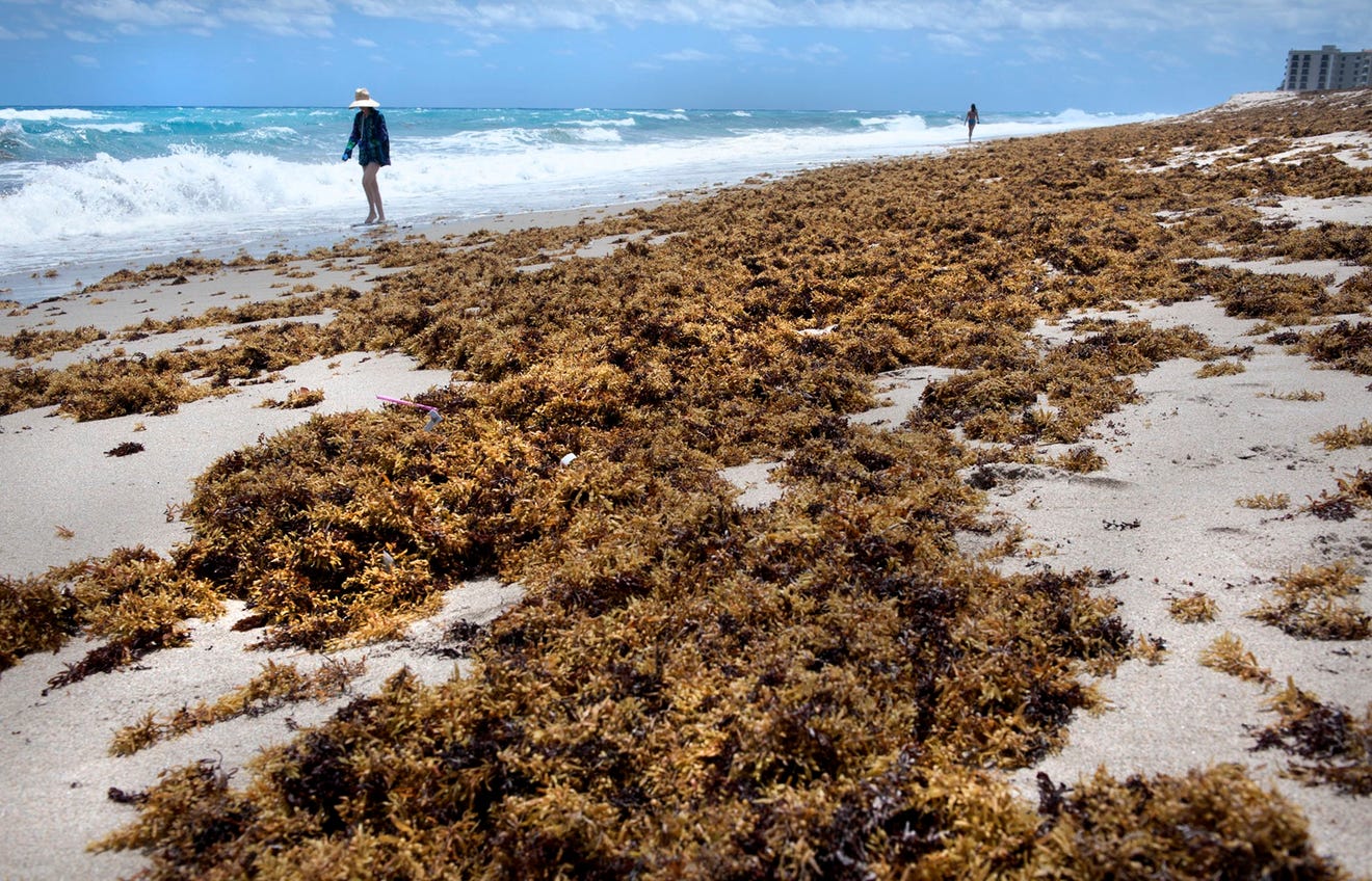 Sargassum is the weed of the sea and it's coming to Florida