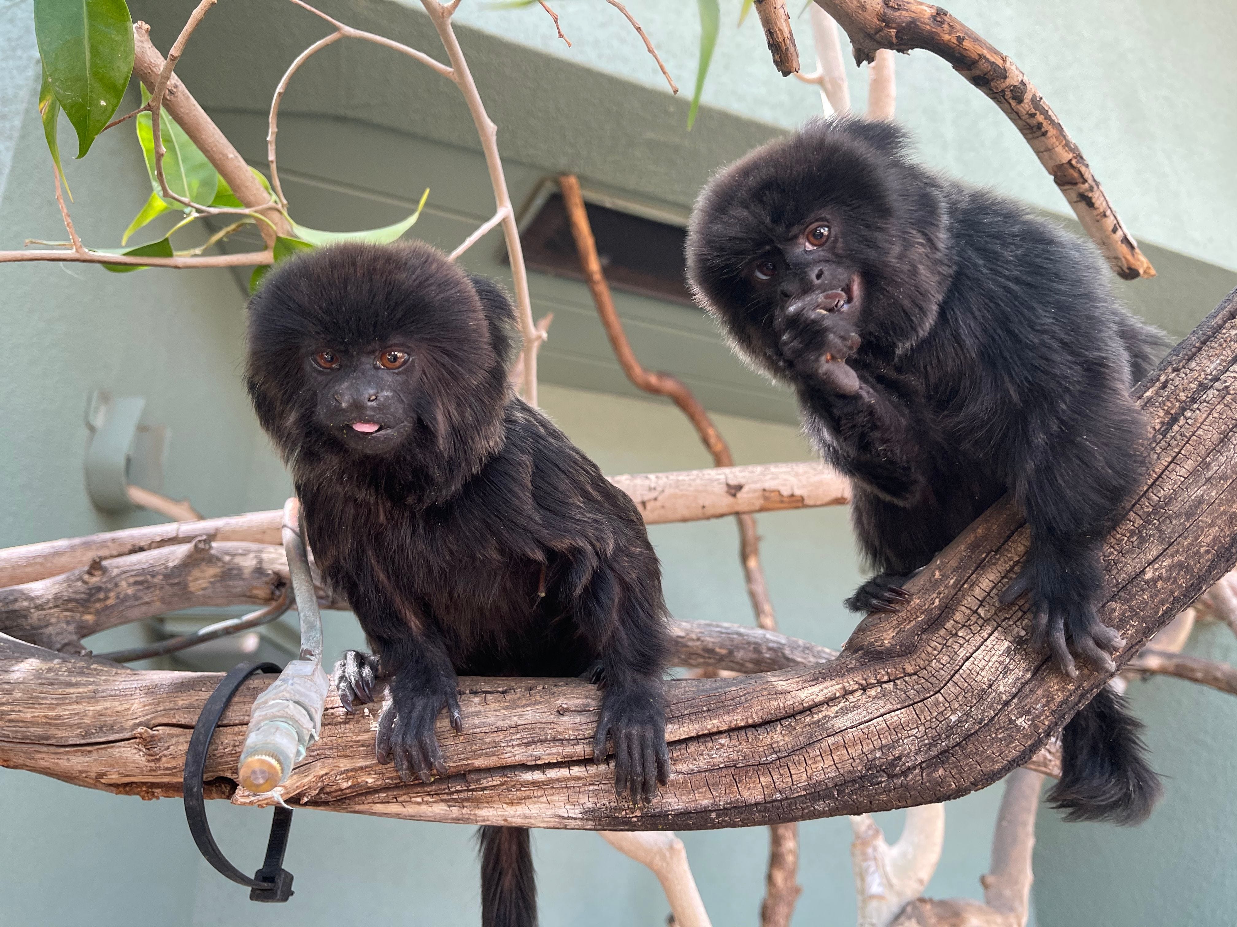Phoenix Zoo's new animals: 2 'teacup gorillas' or callimicos Phoenix Zoo's new animals: 2 'teacup gorillas' or callimicos
