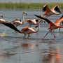Photos: Wild flamingos up close and personal