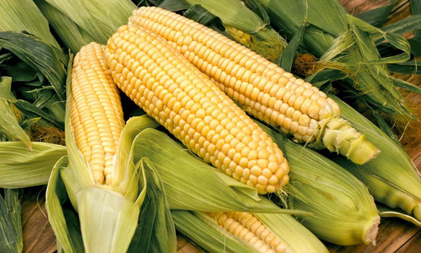 Herbicide options exist for control of weeds in sweet corn fields