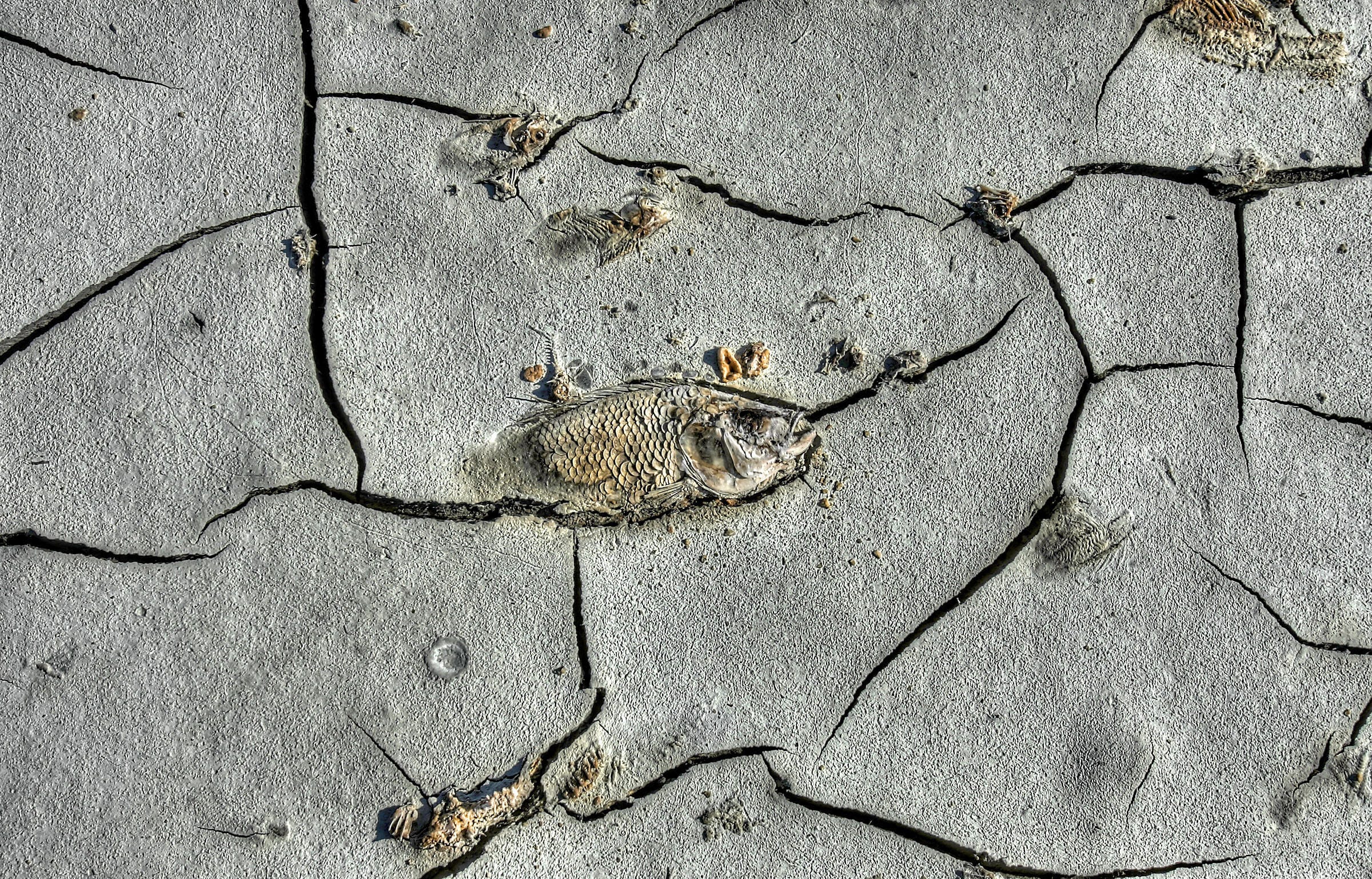 Dead fish remains have littered the shoreline at the sea for decades.  This is one from 2012.