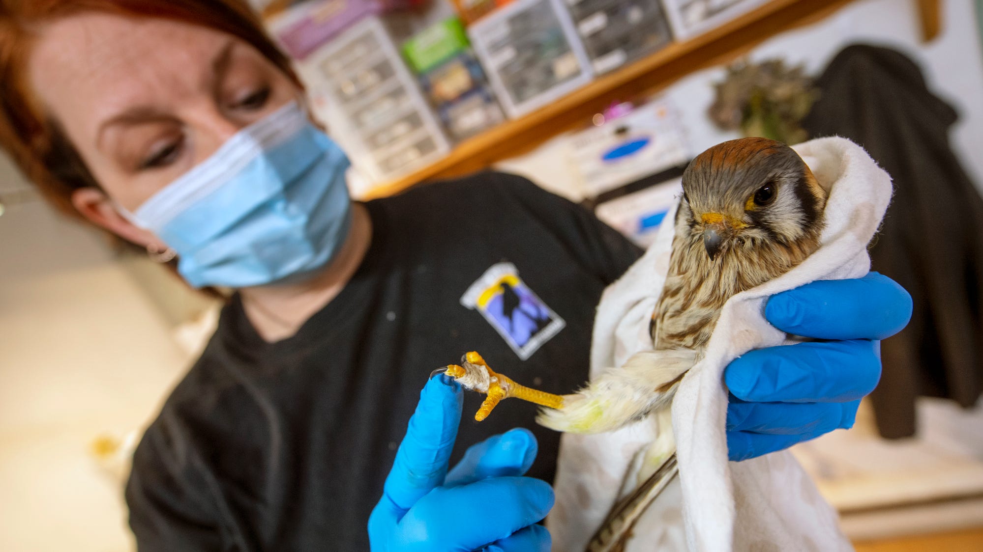 Animal rescue: Wildlife rehabilitator gives her life to eagles and more