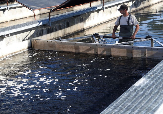 Clayton Hines, a fish culturist at the Coleman National Fish Hatchery, corrals young salmon before they're pumped into a tanker for a trip to the San Francisco Bay where they were released on Tuesday, May 4, 2021.