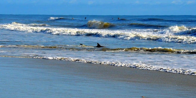 Shark Bite Reported In New Smyrna Beach 8th Local Bite This Year Shark Bite Reported In New Smyrna Beach 8th Local Bite This Year