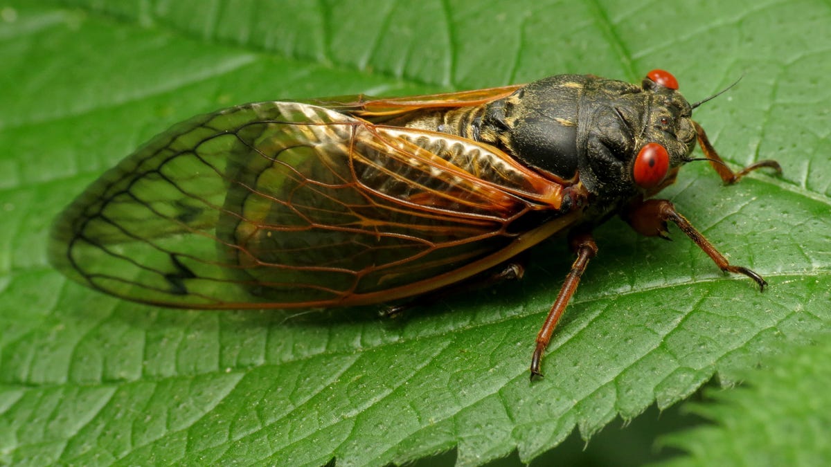 If you see this 17-year periodical cicada, please report its location through a community science platform such as inaturalist.org or cicadasafari.org. A mass emergence of a different brood of cicada will occur in 2025 and may be more visible in Asheville.
