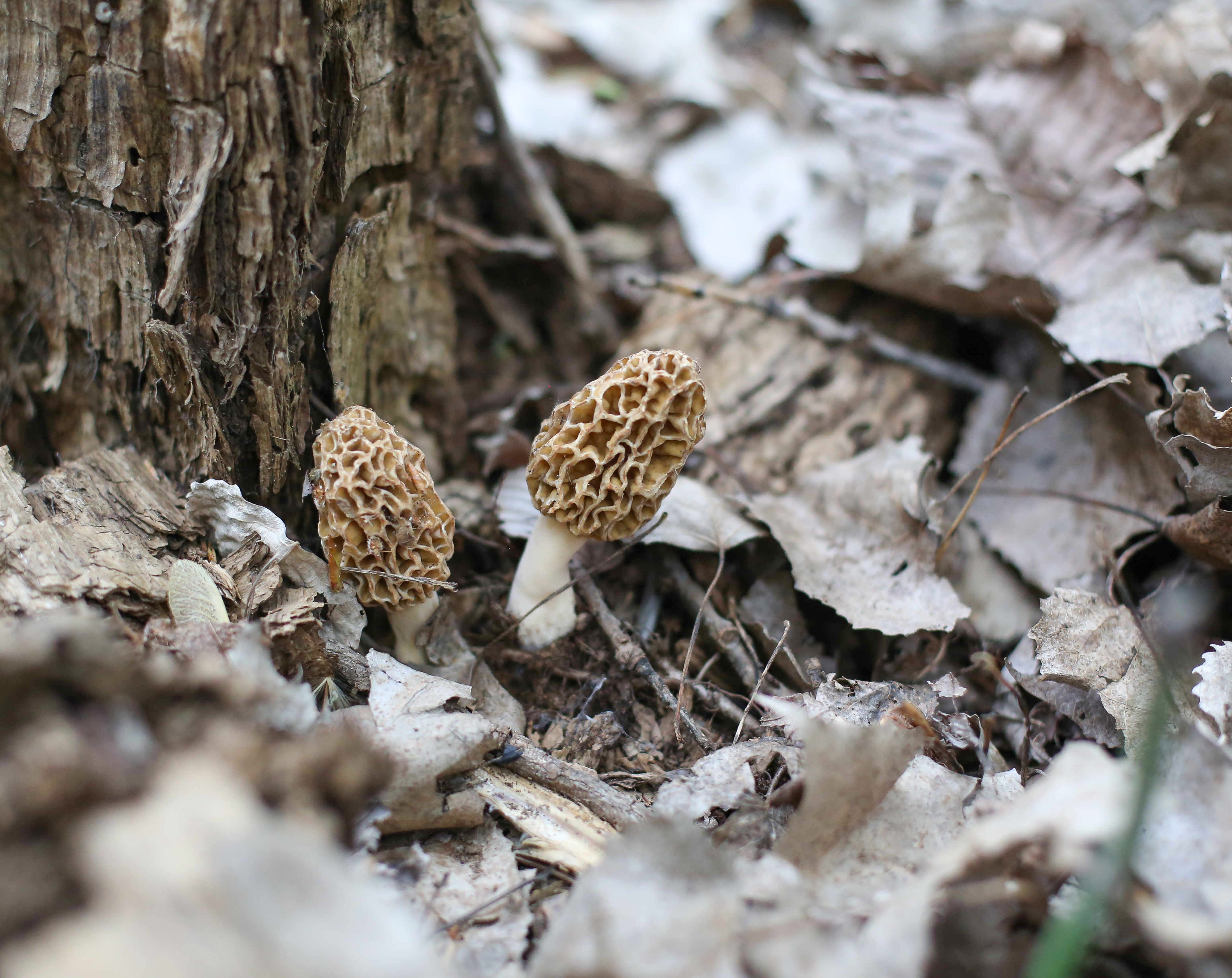 Morel mushroom season in Iowa has a slow start thanks to cool April