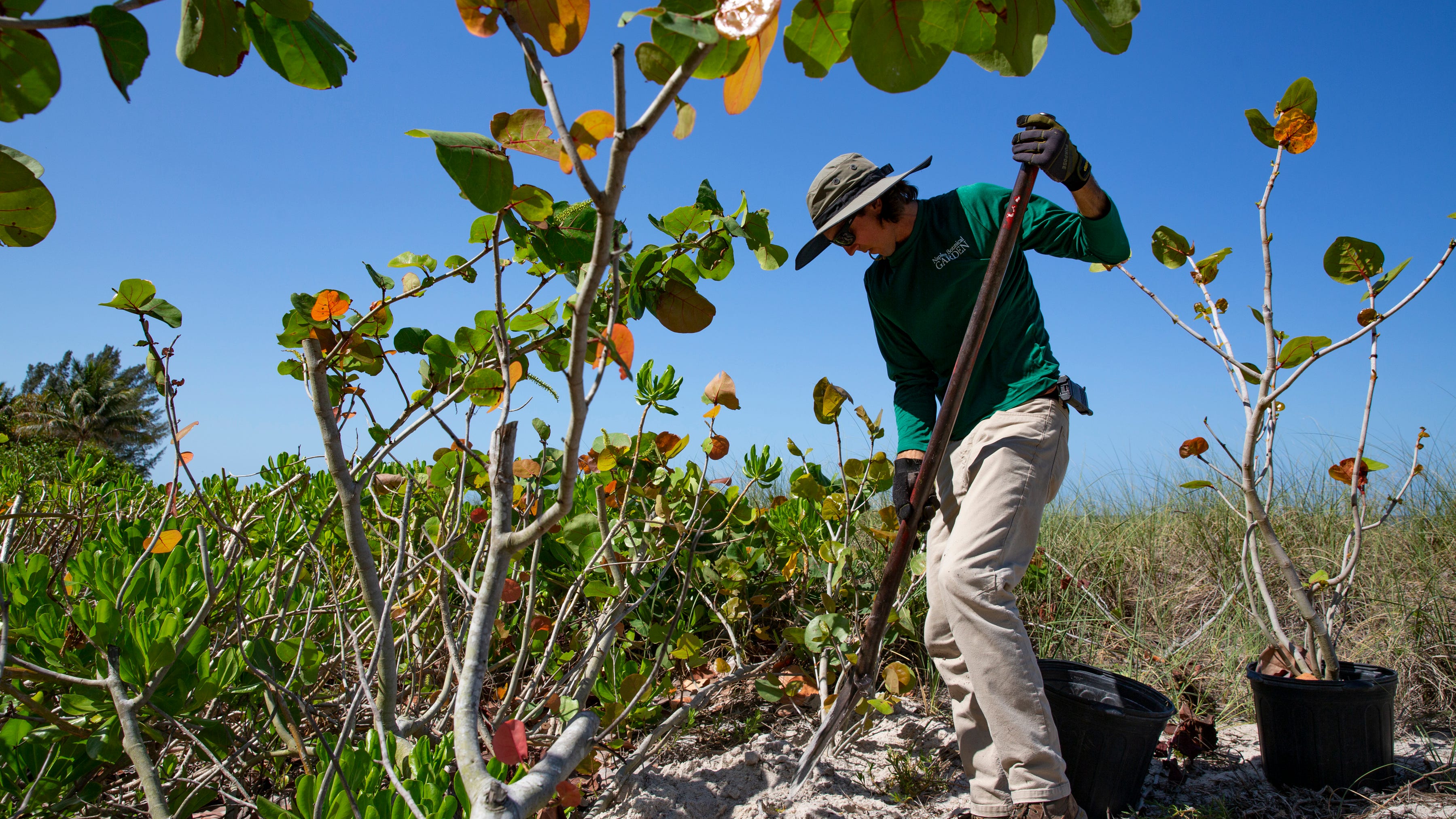 Eric Foht, director of natural resources at Naples Botanical Garden, works to plant natural vegetation on the dunes of Naples beach off 10th Avenue South on Wednesday, April 28, 2021.