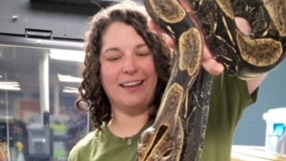 Red Tailed Boa Found Dumped In Missouri Conservation Area