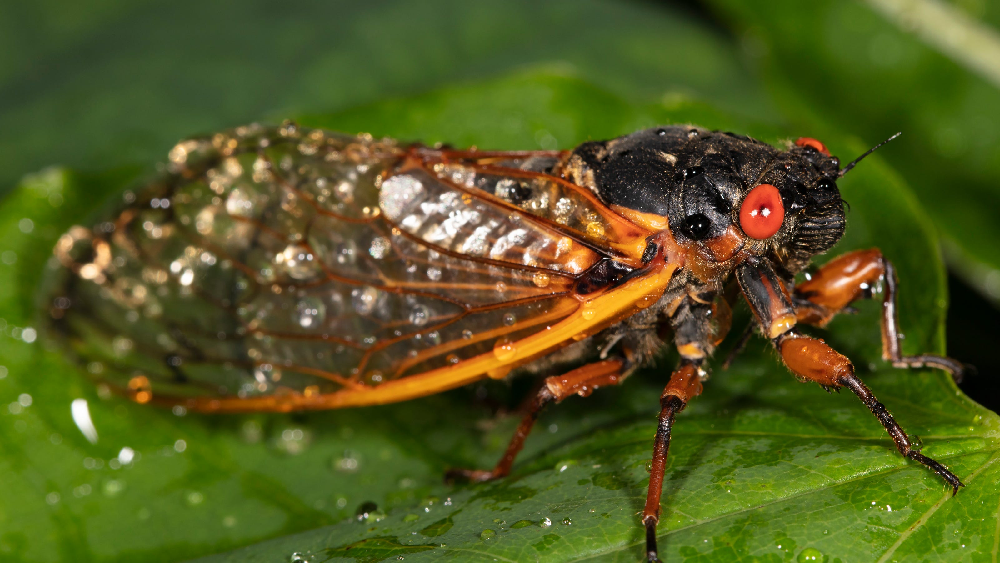 Nature Brood X Cicada Emergence A 17 Year Wonder