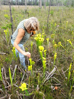 Local naturalist Roz Kilcollins looks for bugs inside the yellow trumpet pitcher plants.