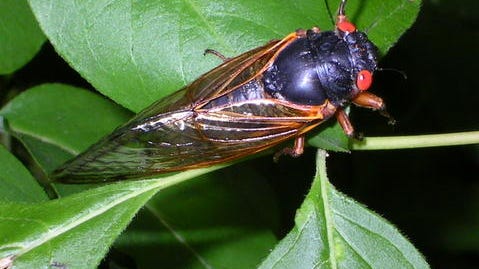 Cicadas 2021: Brood X hit by 'death-zombie fungus' with psychedelics