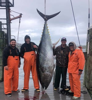bluefin landed fish