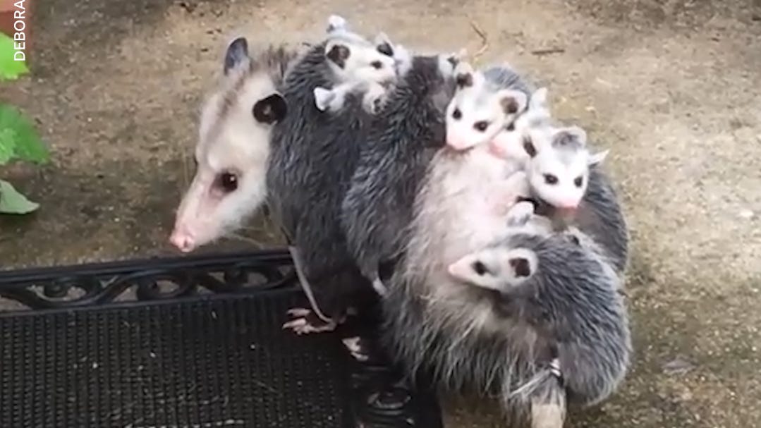 Baby Opossums Hitch Ride On Mama S Back In Pennsylvania Baby Opossums Hitch Ride On Mama S Back In Pennsylvania