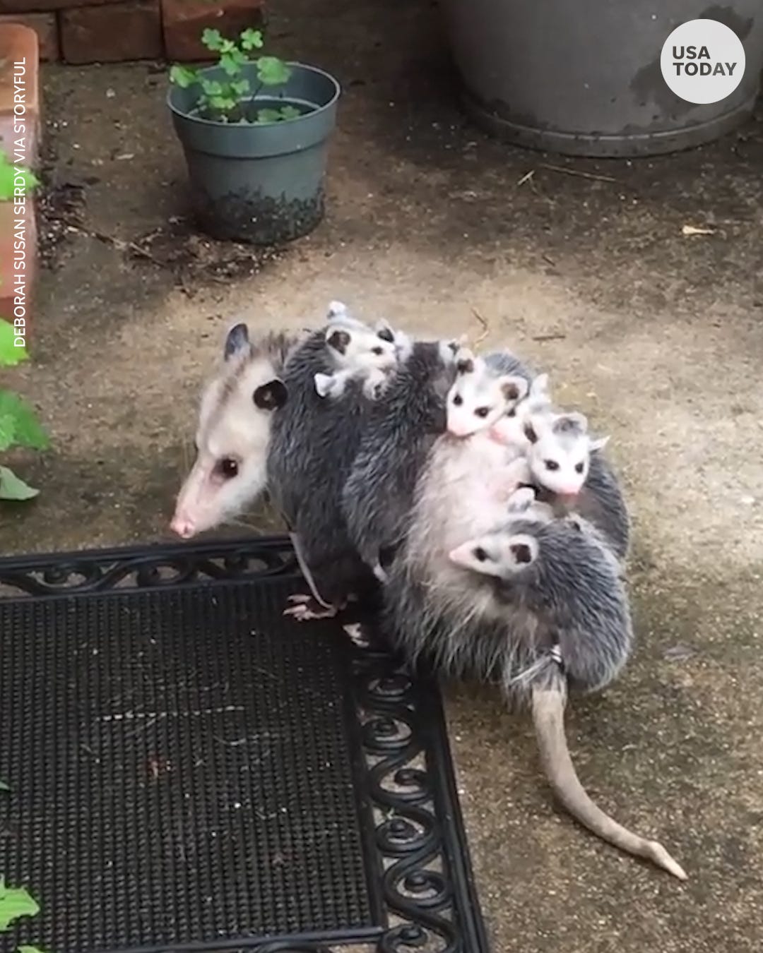 Are possums dangerous? The difference between possum and opossum. Are possums dangerous? The difference between possum and opossum.