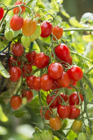 When selecting tomatoes to grow, look for varieties that ripen early, resist diseases and produce good yields.