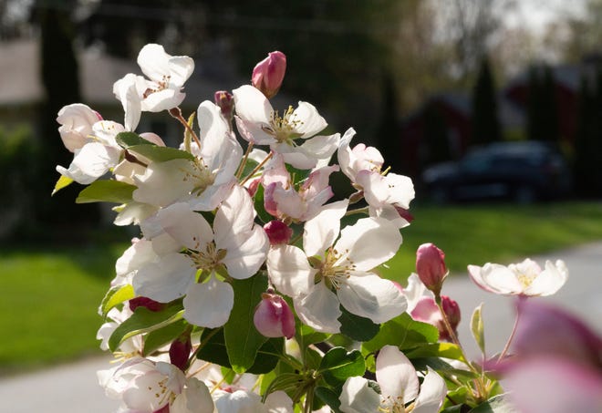 Blooms on a crabapple tree.