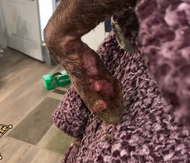 The Lee County Sheriff's Office  Animal Cruelty Task Force and Central District Criminal Investigations Division found a dog, Queen, confined in a bathroom covered with urine and feces and with inflammation on her feet from the urine. A Fort Myers woman was charged with animal cruelty.