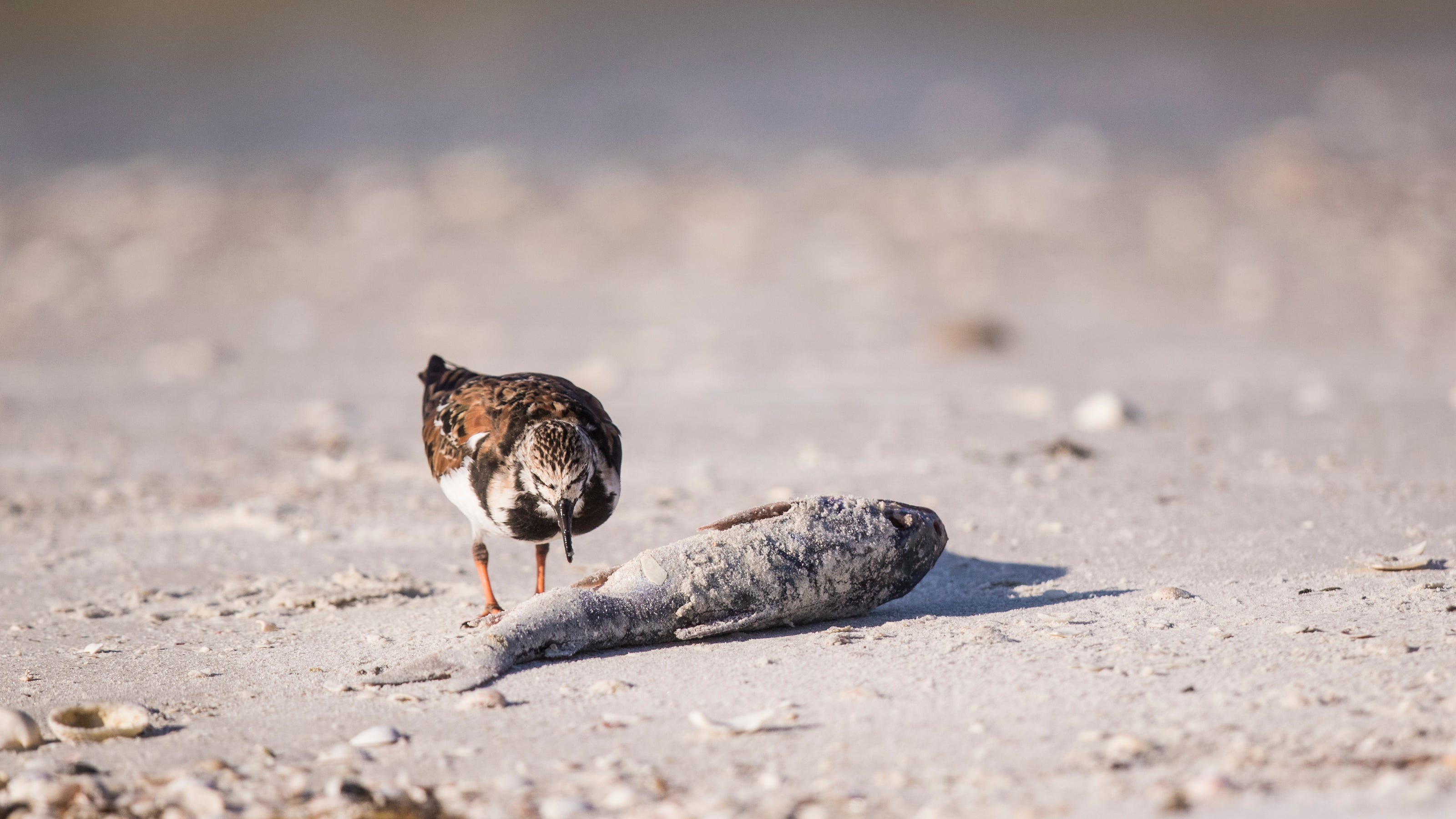 Florida Red Tide What Is It And Where Is Right Now florida-red-tide-what-is-it-and-where-is-right-now