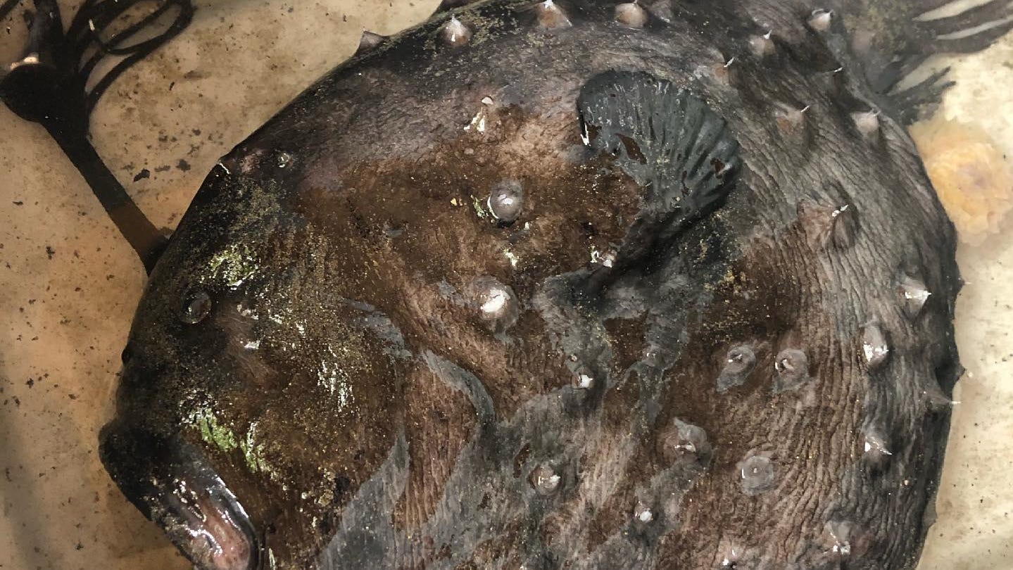 washes ashore footballfish