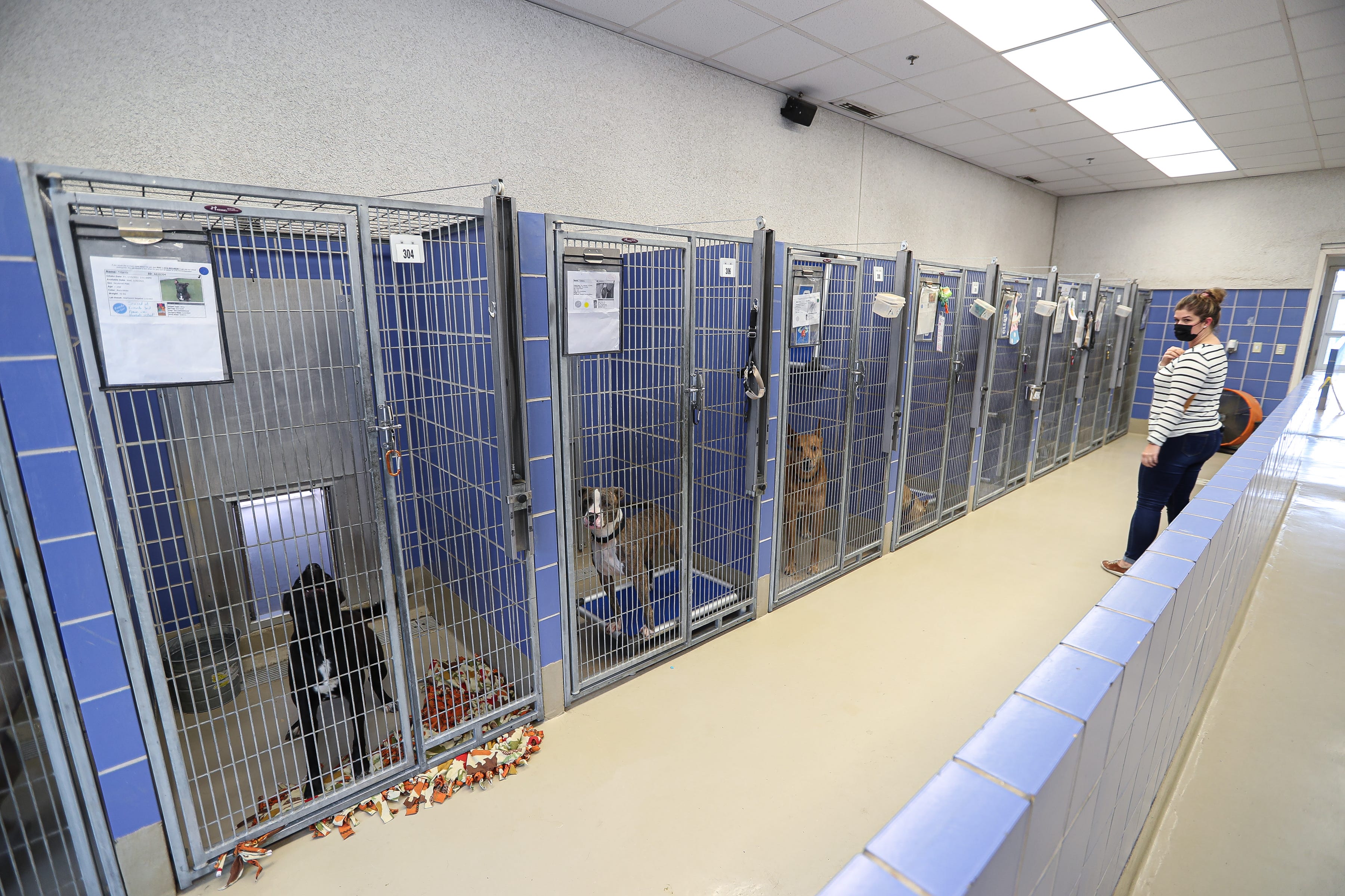 Austin Animal Center overcrowded, shelter facing kennel space crisis Austin Animal Center overcrowded, shelter facing kennel space crisis