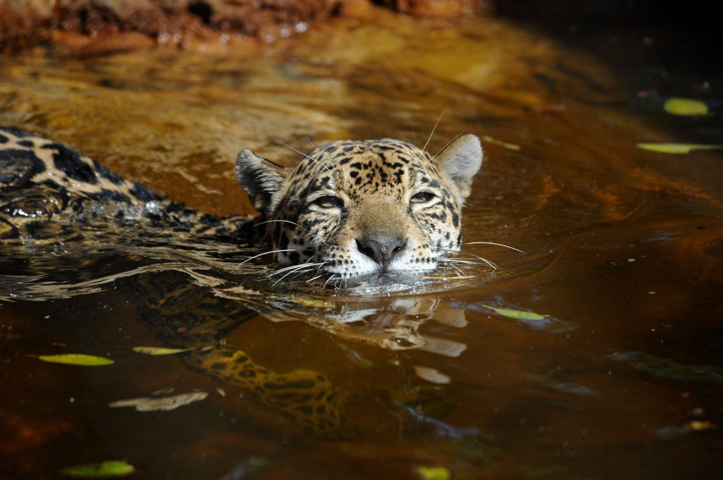 Jaguars could be reintroduced in New Mexico to prevent extinction