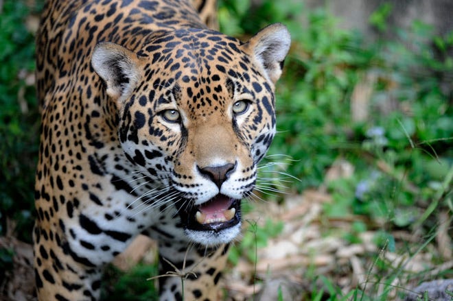 Jaguar fue fotografiado.  Los conservacionistas quieren recuperar las especies en peligro de extinción en un área en el oeste de Nuevo México y el este de Arizona.