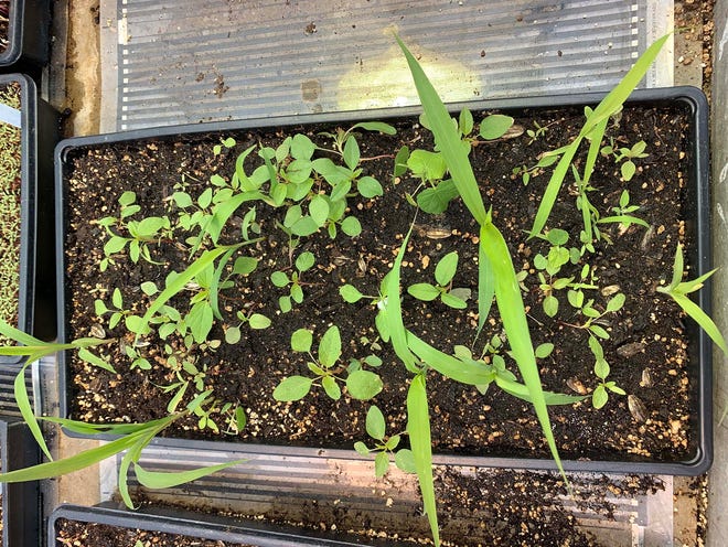 These are weeds that grew when one quarter pound of grain screenings was planted in the greenhouse.