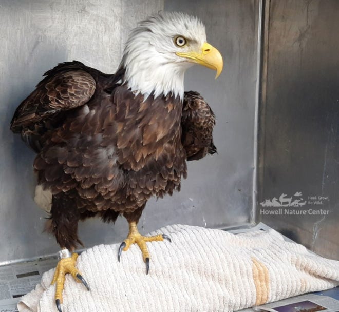 This bald eagle, found tangled in fishing line in Ann Arbor, was rescued by the Humane Society of Huron Valley Saturday, May 8, 2021 and was transported to the Howell Nature Center for follow-up veterinary care and rehabilitation.