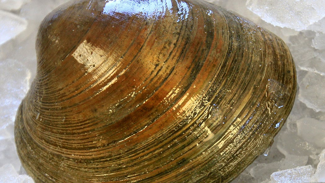 Shellfishing in the Providence River for the first time in 75 years