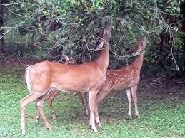 Deer love to nibble on trees. Repellants and fencing can help act as deterrents.