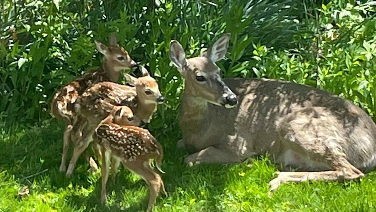 White-tailed deer fawns are born across Wisconsin this spring