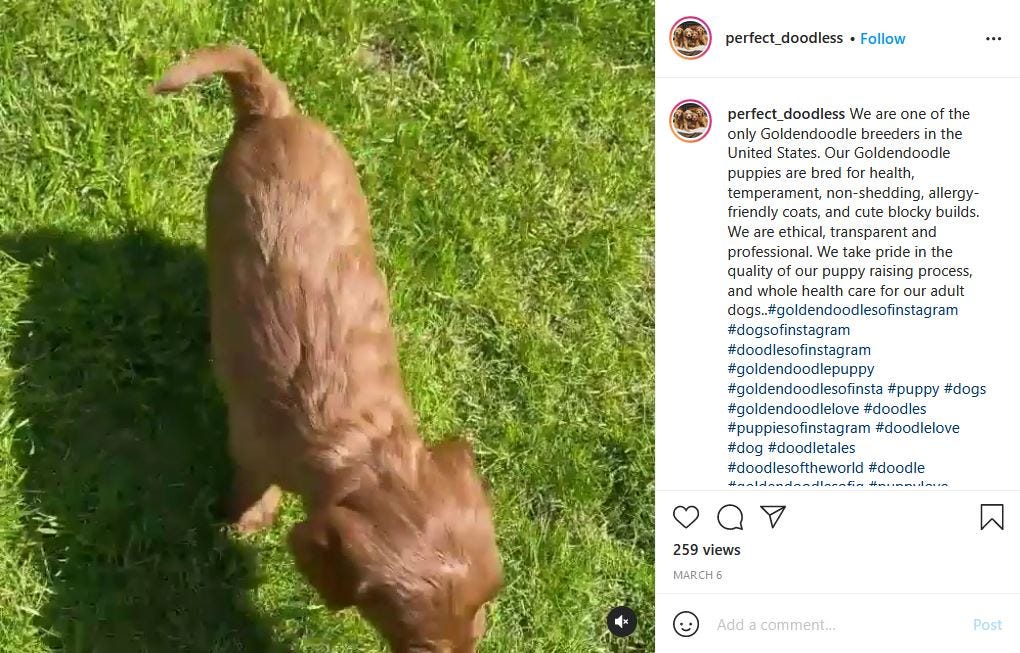 Instagram scams: Account posing as goldendoodle breeder fools couple