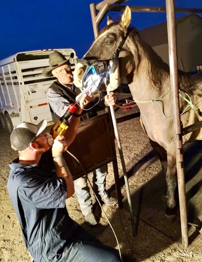Pueblo West native starts a mobile vet practice amid COVID-19 pandemic