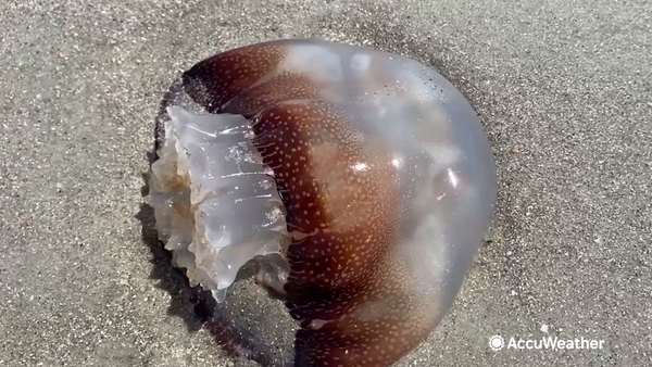 Experts say this is something that happens every y