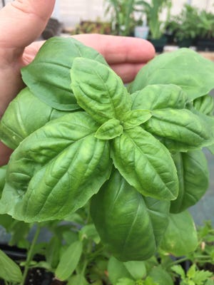 Basil is easy to grow and a favorite culinary herb in Oklahoma.