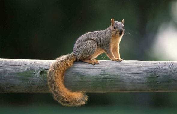 A fox squirrel