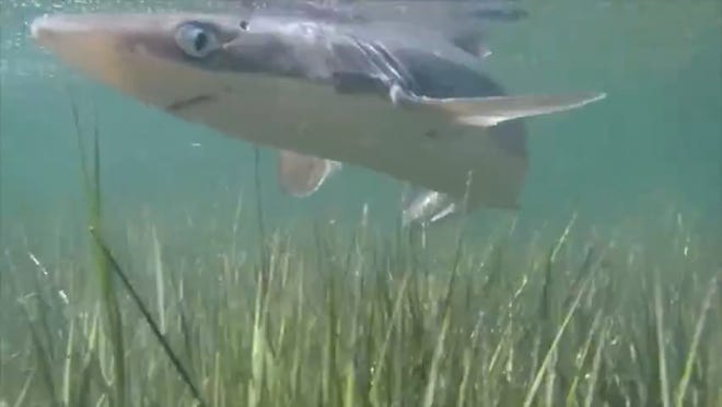 In this June 2014 CapeCast, we encounter a Spiny Dogfish shark in a lagoon behind Red River Beach and try to figure out what kind of shark it is.