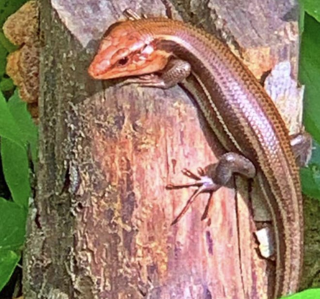 A broad-headed skink, Eumeces laticeps, is enjoying the bright sun in Orangedale along the St Johns River.