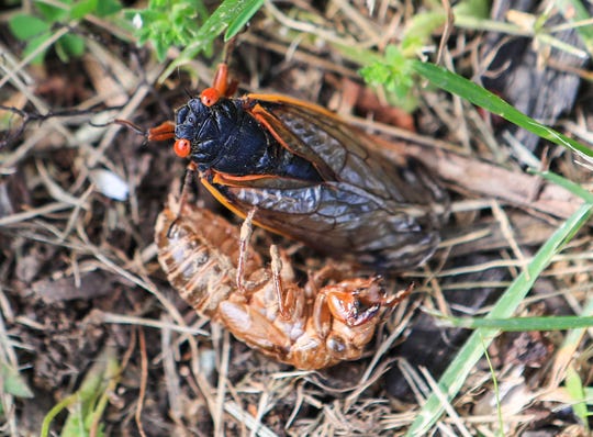 A cicada passes an exoskeleton.  Via info on Wikipedia: 