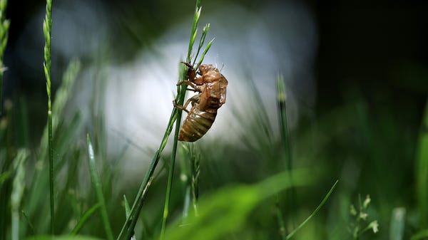A Magicicada periodical cicada shell is left cling
