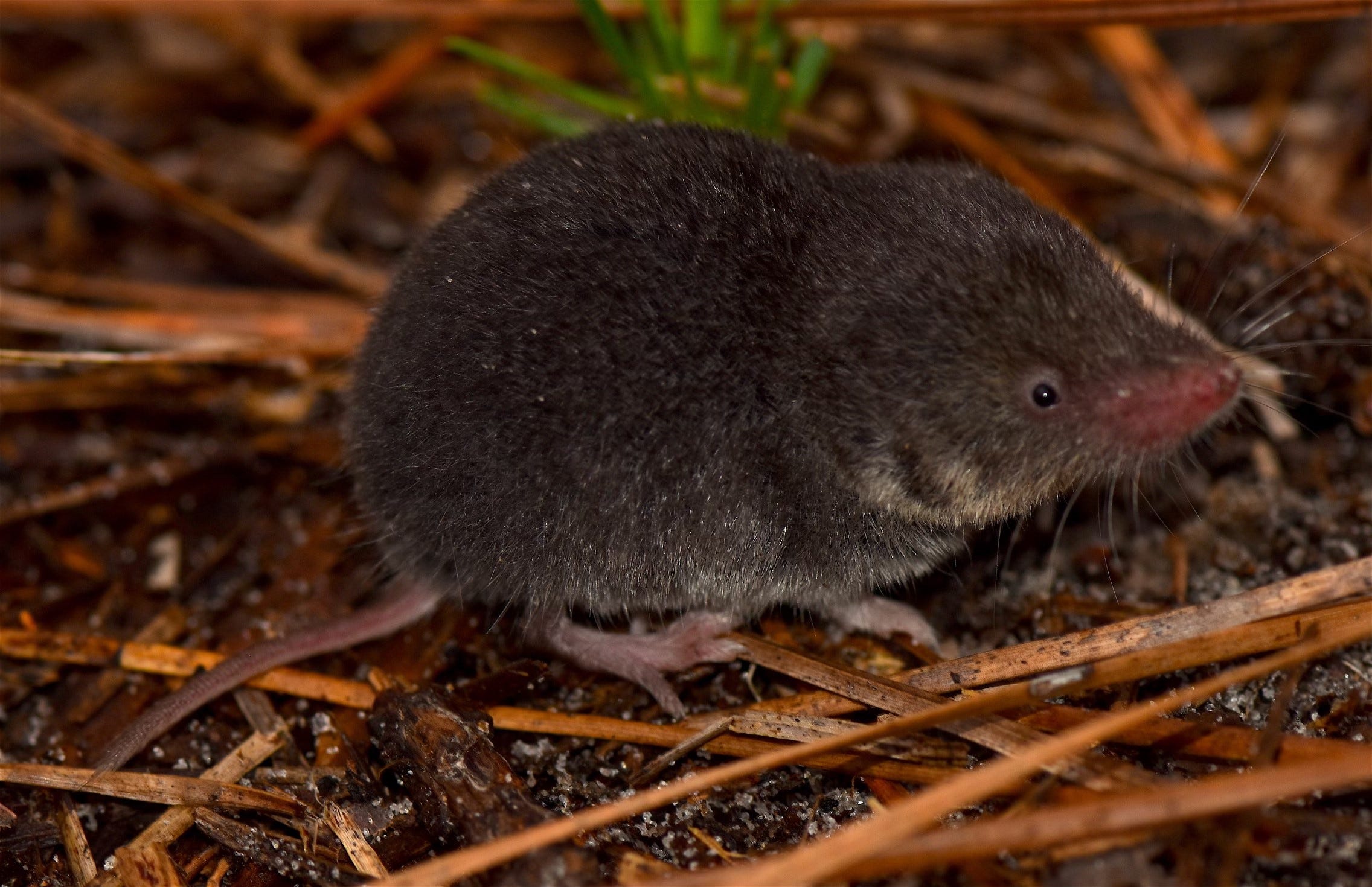 Ecoviews: What should we do about shrews and moles in our yards? Ecoviews: What should we do about shrews and moles in our yards?