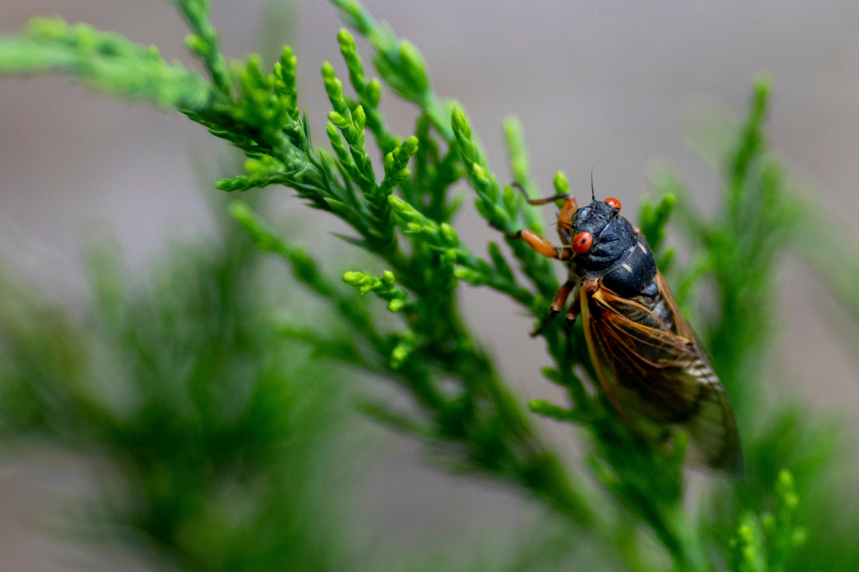How long will Brood X be around? Life cycle of the cicadas